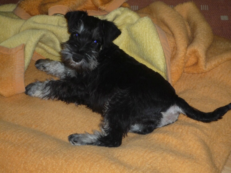 17.4.2012-Joey Joel liegt