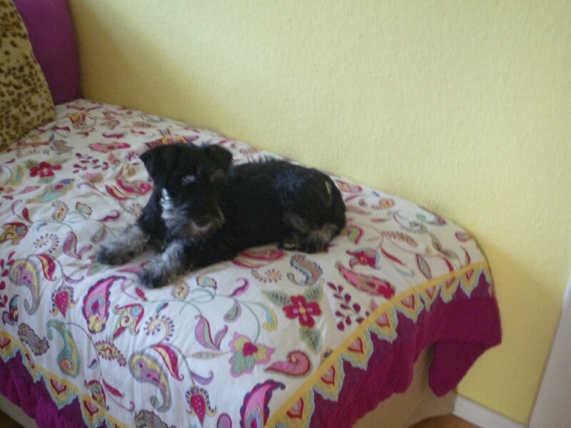 17.4.2012-Joey Joel liegt auf dem Bett