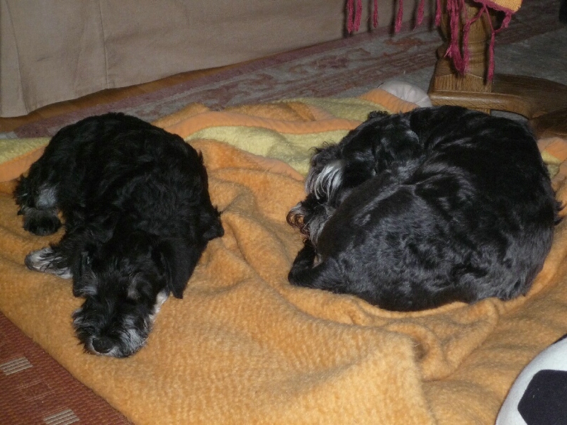 17.4.2012-Joey Joel liegt mit Kumpel Fips