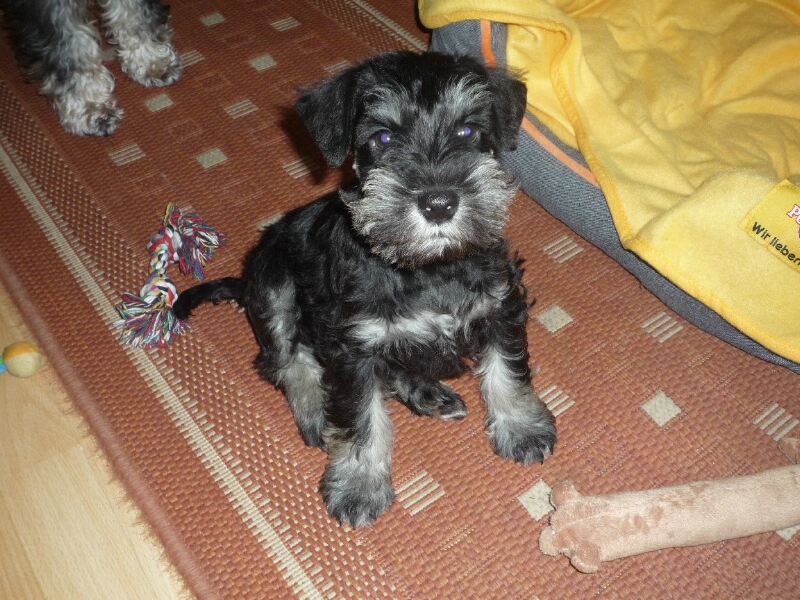 17.4.2012-Joey Joel sitzt