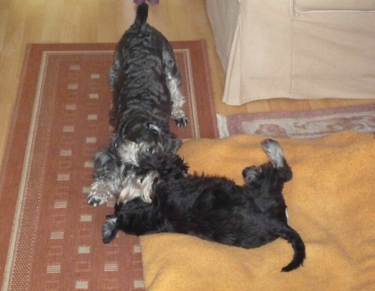 17.4.2012-Joey Joel spielt mit Fips