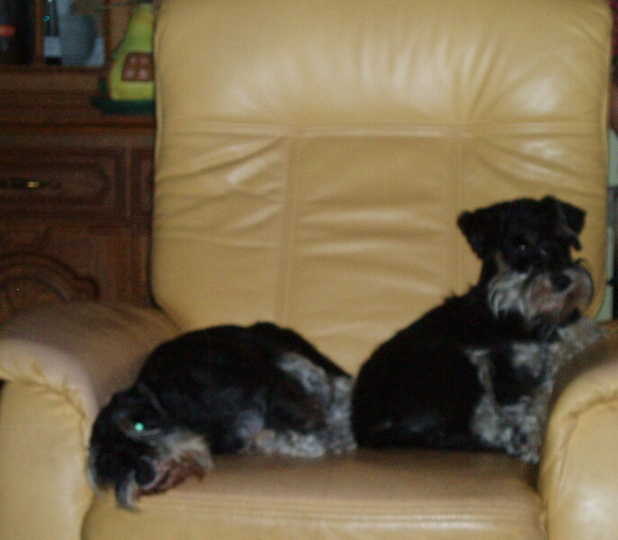 Ayla sitzt mit Inka im gelben Sessel 14.4.2011