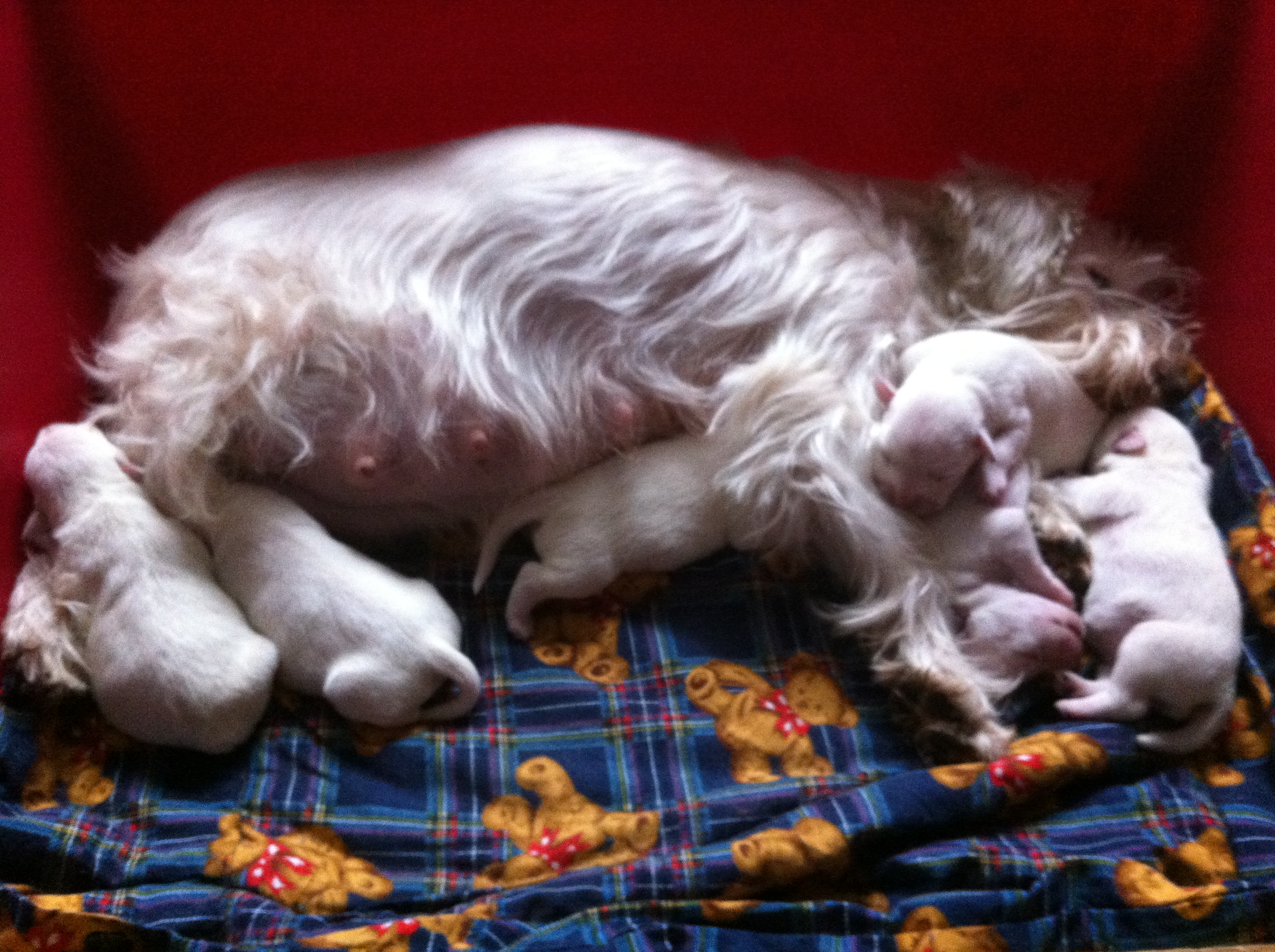 Debby schläft glücklich mit dem M-Wurf-12.2.2014