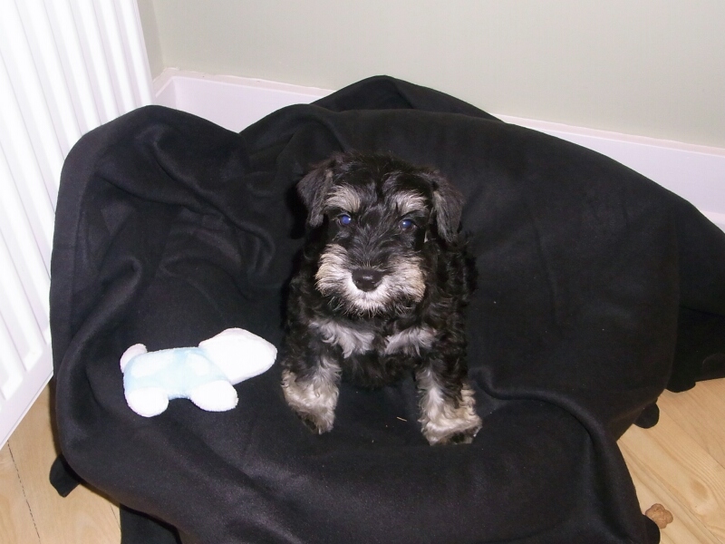 Janosch im neuen Zuhause-26.2.2012